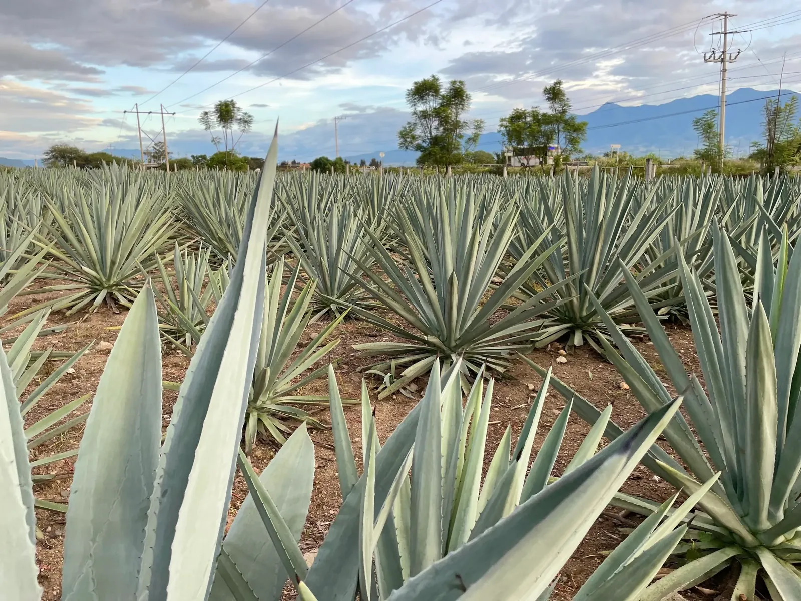 Campo de agaves al atardecer