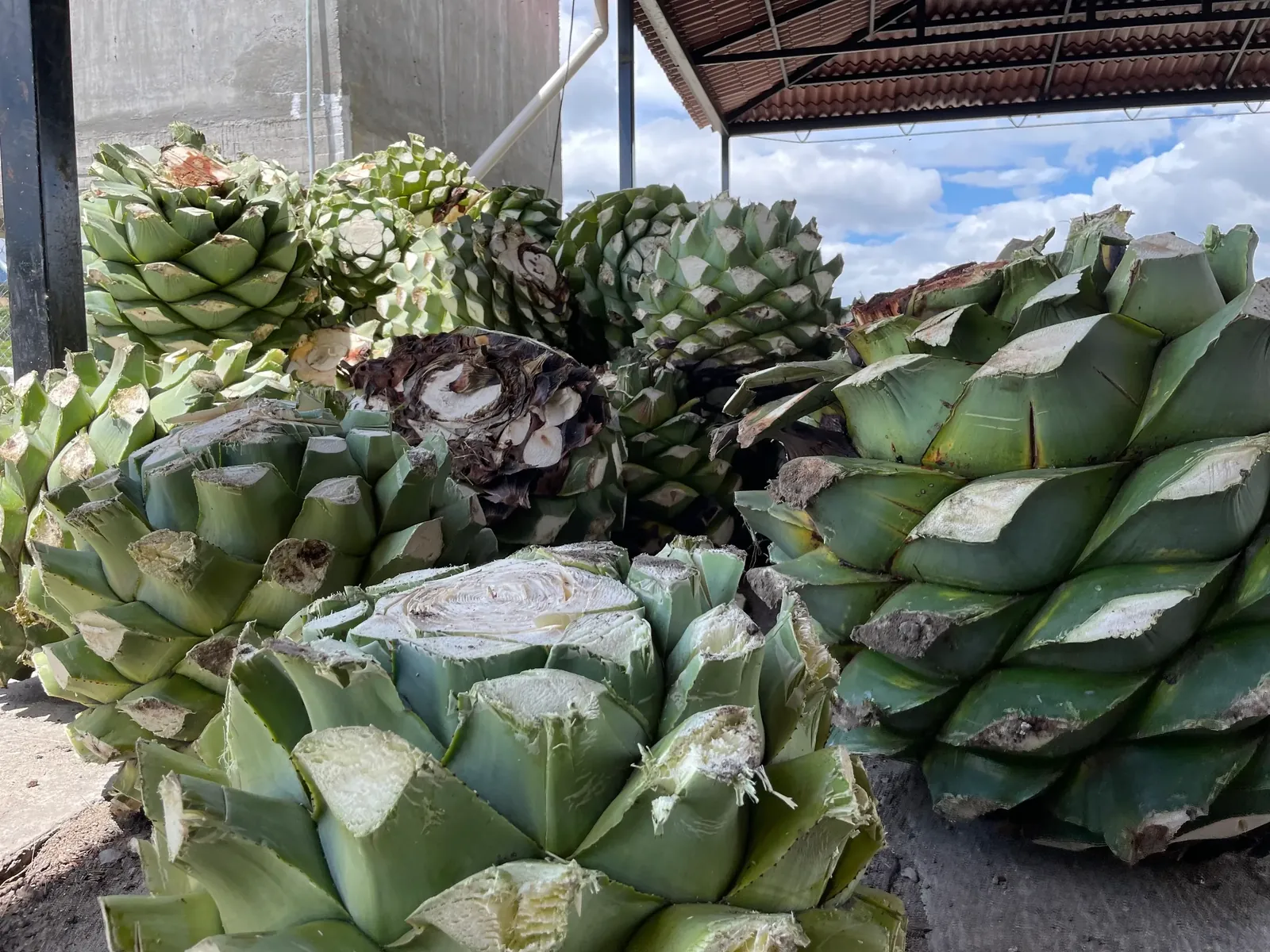 Piñas de agave cortadas listas para el horno