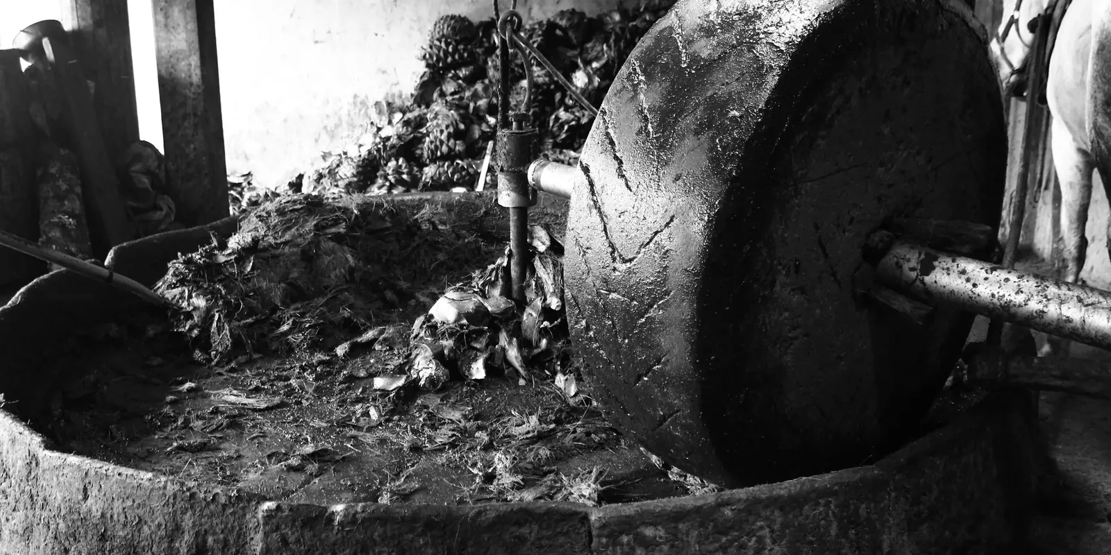 Tahona en acción, molienda tradicional